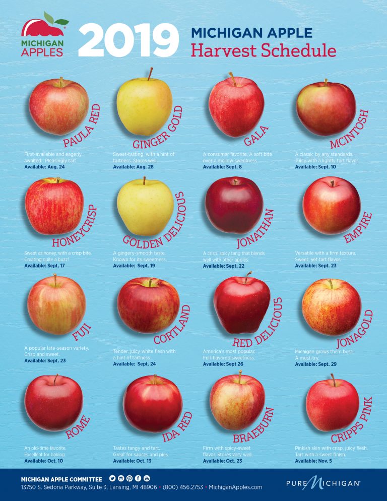 a-fresh-look-at-the-michigan-apples-harvest-guide-blohm-creative-partners